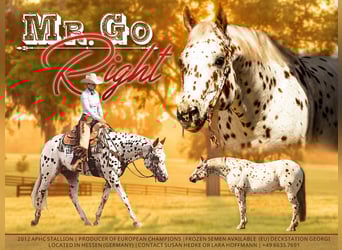 Appaloosa, Stallion, 14 years, 16 hh, Leopard-Piebald