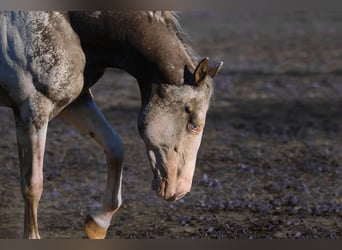 Appaloosa, Stallion, 5 years, 15,2 hh, Leopard-Piebald