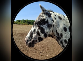 Appaloosa, Stallion, 3 years, 14,1 hh, Leopard-Piebald