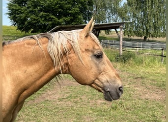 Appaloosa, Stallion, 23 years, 15 hh, Palomino