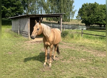 Appaloosa, Stallion, 23 years, 15 hh, Palomino