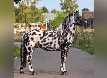 Appaloosa, Stallone, 12 Anni, 162 cm, Leopard