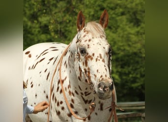 Appaloosa, Stallone, 14 Anni, 163 cm, Leopard