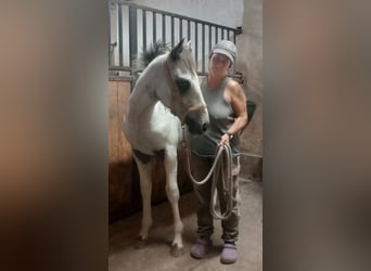 Appaloosa, Stallone, 1 Anno, 145 cm, Morello