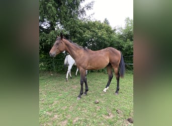 Appaloosa, Stallone, 1 Anno, 155 cm, Pelle di daino