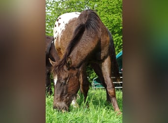 Appaloosa, Stallone, 1 Anno, 157 cm, Baio scuro