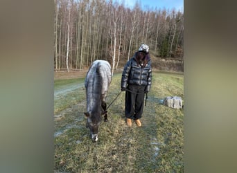 Appaloosa, Stallone, 1 Anno, 160 cm