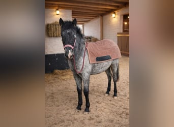 Appaloosa, Stallone, 1 Anno, 160 cm