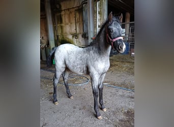 Appaloosa, Stallone, 1 Anno, 160 cm, Grullo