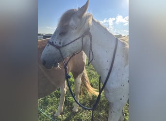 Appaloosa Mix, Stallone, 1 Anno, 163 cm, Morello