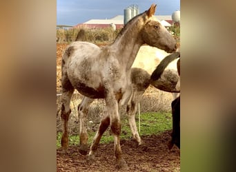 Appaloosa, Stallone, 1 Anno, 165 cm, Sauro