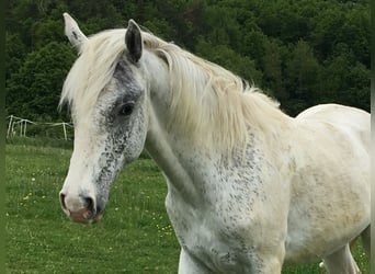 Appaloosa, Stallone, 1 Anno
