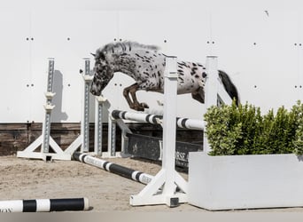 Appaloosa, Stallone, 2 Anni, 103 cm
