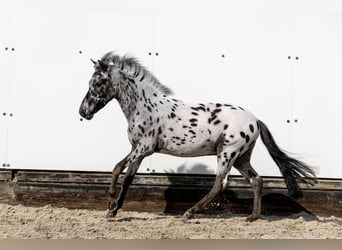 Appaloosa, Stallone, 2 Anni, 103 cm