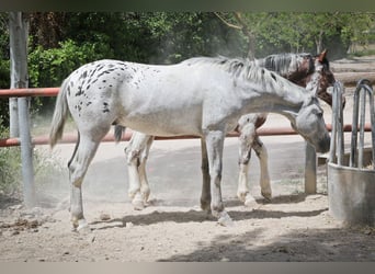 Appaloosa Mix, Stallone, 2 Anni, 160 cm, Grigio rossastro