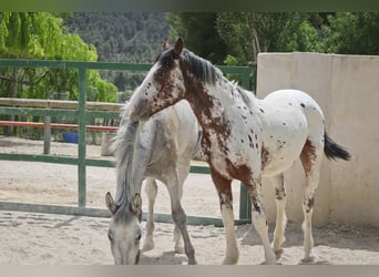 Appaloosa Mix, Stallone, 2 Anni, 160 cm, Grigio rossastro