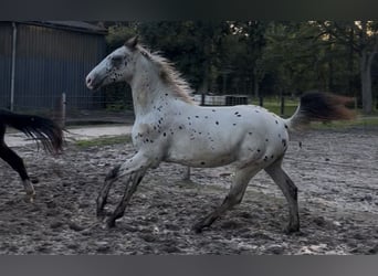 Appaloosa, Stallone, 2 Anni, 170 cm, Leopard