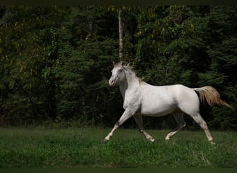 Appaloosa, Stallone, 3 Anni, 154 cm, Leopard