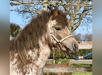Appaloosa, Stallone, 3 Anni, 96 cm