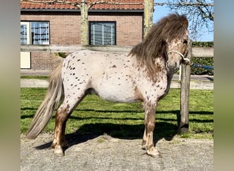 Appaloosa, Stallone, 3 Anni, 96 cm