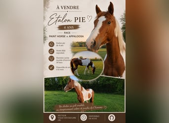 Appaloosa Mix, Stallone, 4 Anni, 150 cm