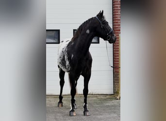 Appaloosa, Stallone, 4 Anni, 157 cm, Leopard