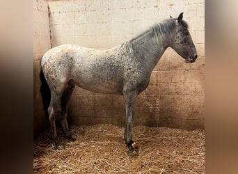 Appaloosa, Stallone, 4 Anni, Leopard