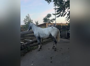 Appaloosa, Stallone, 5 Anni, 155 cm, Morello