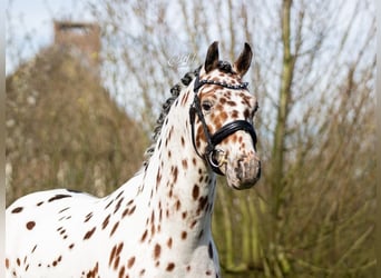 Appaloosa, Stallone, 6 Anni, 143 cm, Leopard