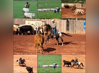Appaloosa, Stallone, 12 Anni, 147 cm, Baio
