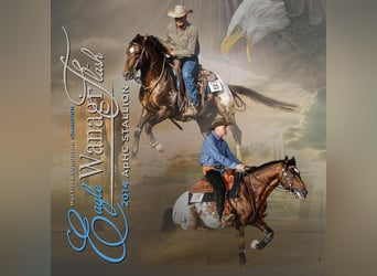 Appaloosa, Stallone, 12 Anni, 147 cm, Baio