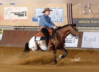 Appaloosa, Stallone, 12 Anni, 147 cm, Baio