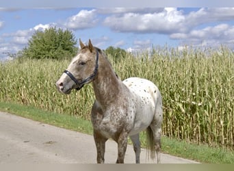 Appaloosa, Stallone, 13 Anni, 151 cm, Baio roano