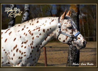 Appaloosa, Stallone, 14 Anni, 163 cm, Leopard