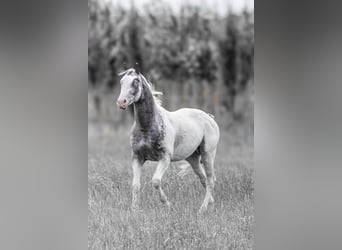 Appaloosa, Stallone, 6 Anni, 158 cm, Leopard