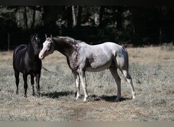 Appaloosa, Stallone, 6 Anni, 158 cm, Leopard