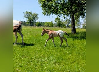 Appaloosa, Stallone, Puledri (05/2026), 150 cm, Baio
