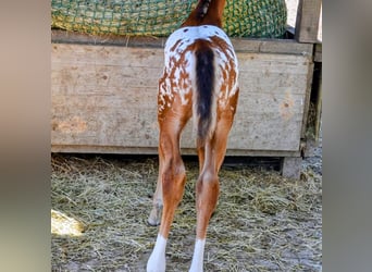 Appaloosa, Stallone, Puledri (05/2026), 150 cm, Baio