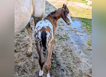 Appaloosa, Stallone, Puledri (05/2026), 150 cm, Baio