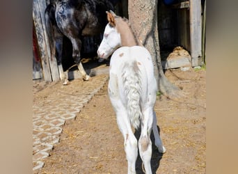 Appaloosa, Stallone, Puledri (05/2026), 150 cm, Baio