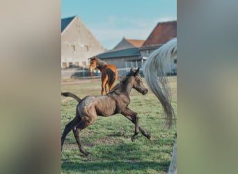 Appaloosa Mix, Stallone, , 150 cm