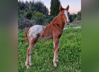 Appaloosa, Stallone, , 150 cm, Sauro