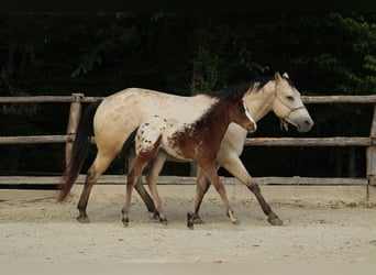 Appaloosa, Stallone, , 155 cm, Baio ciliegia