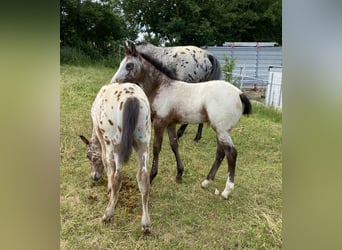 Appaloosa, Stallone, Puledri (03/2026), 155 cm, Leopard