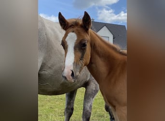Appaloosa, Stallone, Puledri (03/2026), 155 cm, Sauro scuro