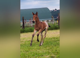 Appaloosa, Stallone, Puledri (05/2026), Baio roano