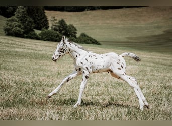 Appaloosa, Stallone, Puledri (05/2026), Leopard