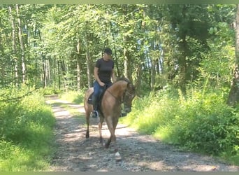 Appaloosa Blandning, Sto, 10 år, 155 cm