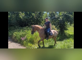 Appaloosa Blandning, Sto, 10 år, 155 cm