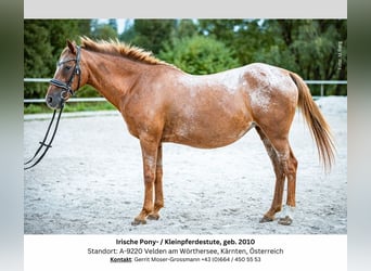 Appaloosa Blandning, Sto, 14 år, 142 cm